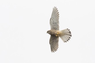 Kestrel (Falco tinnunculus) in flight with outstretched wings against a bright sky, Hesse, Germany