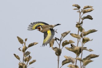 Goldfinch (Carduelis carduelis) with outstretched wings flying between bare branches against a