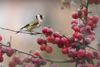 A goldfinch (Carduelis carduelis) sitting on a branch full of ripe, red berries, Hesse, Germany