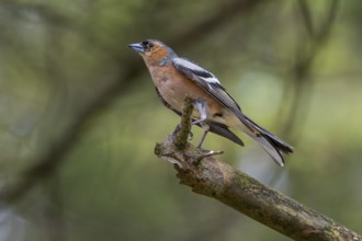The male chaffinch (Fringilla coelebs) threatens an intruder that has invaded its territory with