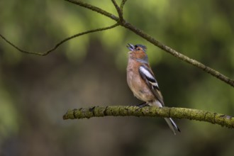 The raised head feathers signal maximum excitement in the male chaffinch (Fringilla coelebs),