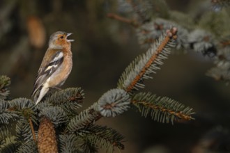 As early as March, the male chaffinch (Fringilla coelebs) occupies its territory and performs its