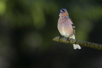 From mid-June, the singing activity of male chaffinches (Fringilla coelebs) decreases noticeably,