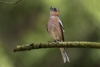 Chaffinch (Fringilla coelebs) Males are persistent singers, breeding dress, territory, territorial