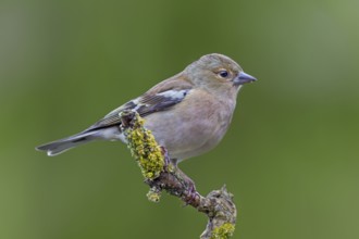 A male chaffinch (Fringilla coelebs) that hatched a few weeks ago, its plumage slowly colouring