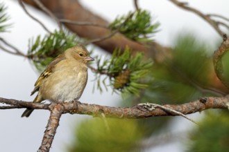 A female chaffinch (Fringilla coelebs) in Sweden's FulufjÃ¤llet National Park, Sweden