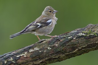 Chaffinch (Fringilla coelebs) female on an oak branch, perch, Germany