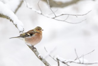 A male chaffinch (Fringilla coelebs) in typical matt winter dress, resting dress, winter, snow,