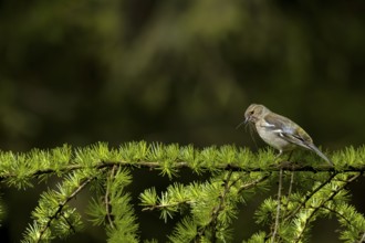 The female chaffinch (Fringilla coelebs) eagerly collects nesting material for nest building, nest