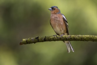 This male chaffinch (Fringilla coelebs) has already lost some head feathers in a territorial fight,