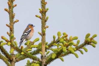 Chaffinch (Fringilla coelebs) Male sitting in the crown of a spruce, breeding plumage, territory,