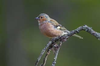 A male chaffinch (Fringilla coelebs) in resting plumage, which is much duller than the breeding