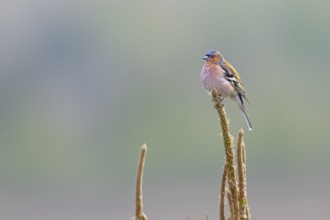 Chaffinch (Fringilla coelebs) male resting on his singing perch, breeding plumage, territory,