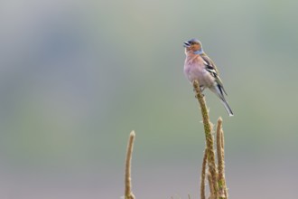 Chaffinch (Fringilla coelebs) male in breeding plumage on a singing platform, breeding plumage,