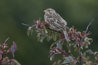 Corn bunting (Emberiza calandra) sits on its perch in a hedge and observes what is happening in its