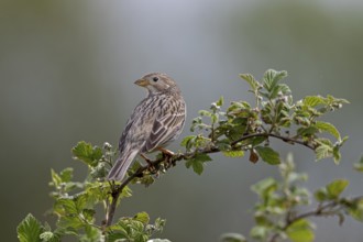 In the meantime, grey buntings (Emberiza calandra) can be regularly observed in the north of