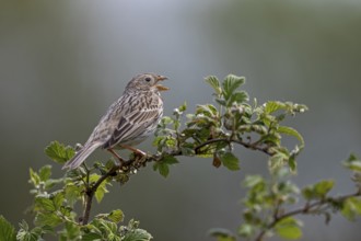 Corn bunting (Emberiza calandra) male on a singing platform, perch, breeding area, territory,