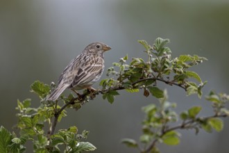 The corn bunting (Emberiza calandra) is a migratory bird that returns from its wintering grounds in