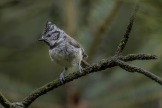 A fledged crested tit (Lophophanes cristatus) foraging in the branches of a pine tree, young bird,