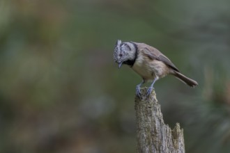 Curious, the crested tit (Lophophanes scalloped ribbonfish) observes something on the forest floor