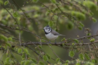 The crested tit (Lophophanes scalloped ribbonfish) forages for food in the branches of a spruce