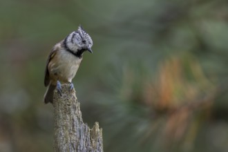 The crested tit (Lophophanes scalloped ribbonfish) is a typical inhabitant of coniferous forests