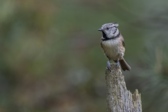 The crested tit (Lophophanes Scalloped ribbonfish) likes to perch on free-standing, broken-off tips