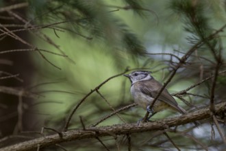 A fledgling crested tit (Lophophanes scalloped ribbonfish) finds shelter from predators in the