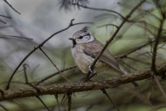 A fledged juvenile crested tit (Lophophanes cristatus) in the High Tatras, Slovakia