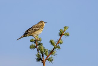 A tree pipit (Anthus trivialis) sits in the morning light on its singing platform, territory,