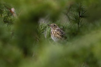 Having fledged only a few days ago, the young tree pipit (Anthus trivialis) is easy prey for