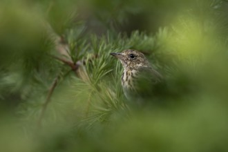 A tree pipit (Anthus trivialis), young bird, Denmark, which fledged a few days ago, is waiting well