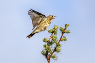 Male tree pipits (Anthus trivialis) perform a distinctive courtship flight, taking off from a tree,