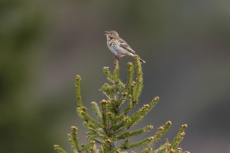 Due to the milder winters, this tree pipit (Anthus trivialis) has already returned to its breeding