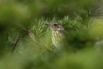 A young tree pipit (Anthus trivialis), fledged a few days ago, sits well hidden between the