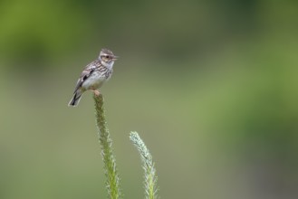 Tree pipits (Anthus trivialis) like to sit on exposed places such as tree tops to start their song