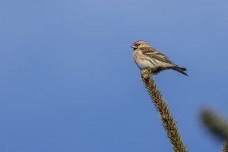 A male redpoll (Carduelis flammea) on a spruce branch, Denmark