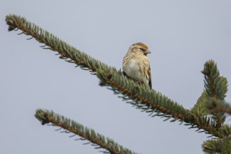 A redpoll (Carduelis flammea) near the Danish North Sea coast, an observation that pleasantly
