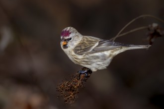 Redpoll (Carduelis flammea) female in Sweden, Sweden