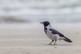 Hooded Crow (Corvus cornix) on the Danish North Sea coast, foraging, beach, Denmark