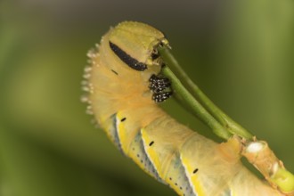 Caterpillar of the death's-head hawkmoth (Acherontia atropos) in the L4 stage feeding on a privet