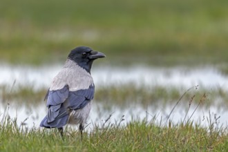 Flooded meadows offer the Hooded Crow (Corvus cornix) a wide range of food, Denmark