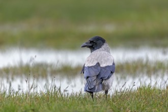 Hooded crows (Corvus cornix) are very shy and difficult to photograph, in areas heavily frequented