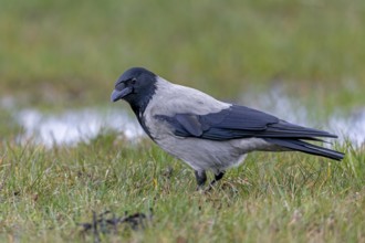 Not the slightest movement escapes the attentive gaze of the Hooded Crow (Corvus cornix) in search