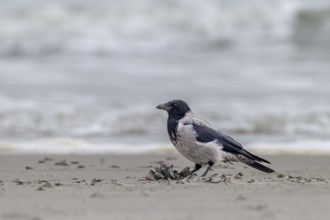 Hooded Crow (Corvus cornix) eats the remains of a dead bird, carrion, carcasses, Denmark