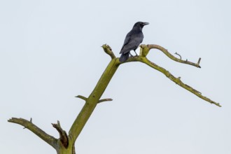 Raven crow (Corvus corone) sitting on a dead tree, perch, Germany