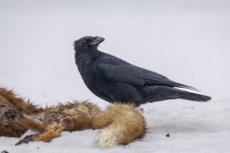 Corvus corone on a dead red fox, winter, snow, carrion, carcass, Germany