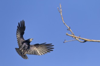 Rook (Corvus frugilegus) with well-filled crop, breeding colony, flight photo, Germany