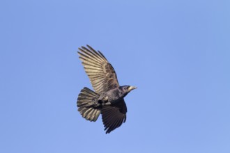 Rook (Corvus frugilegus) in flight, breeding colony, flight photo, Germany