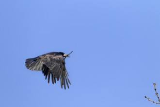 Rook (Corvus frugilegus) with nesting material in its beak, nesting material, breeding colony,